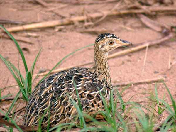 Inambú Comúnn (Nothura maculosa) - aves de Mar Chiquita
