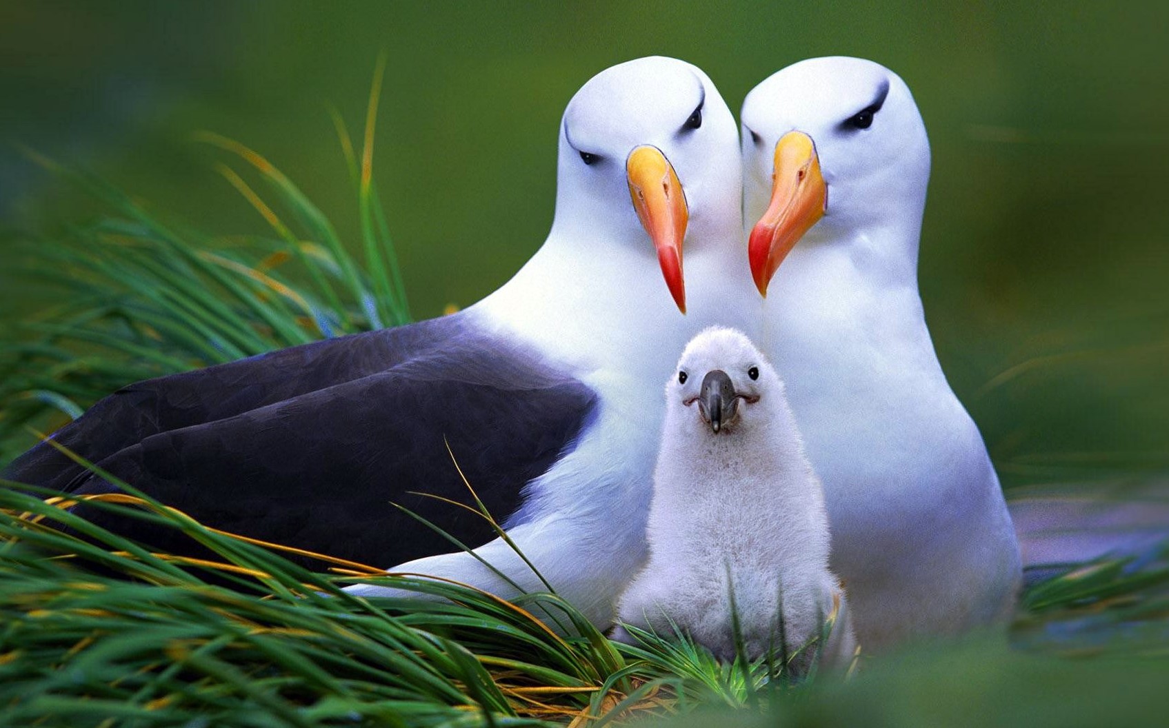 Listado de familias de aves.