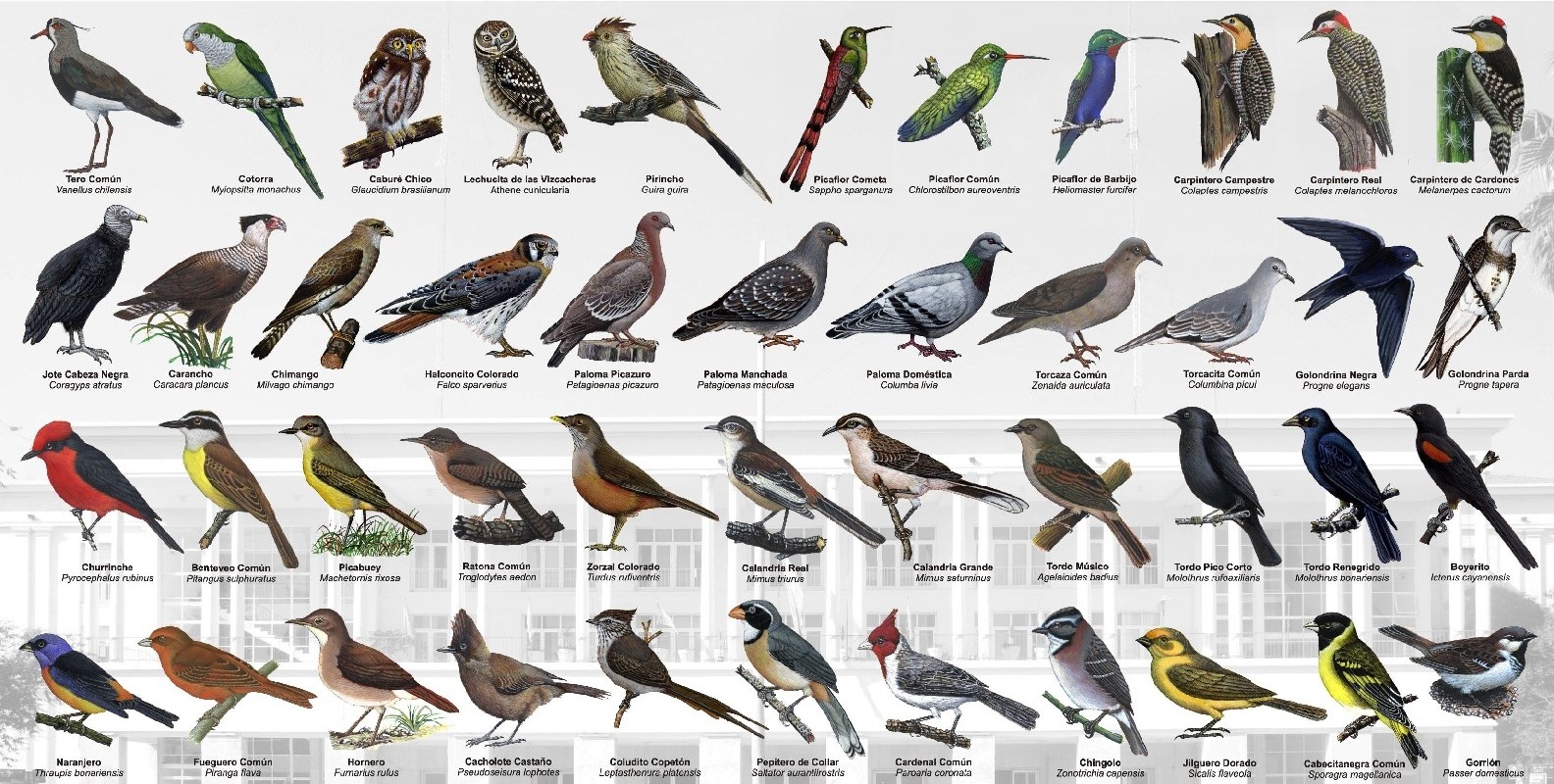 Listado de Aves